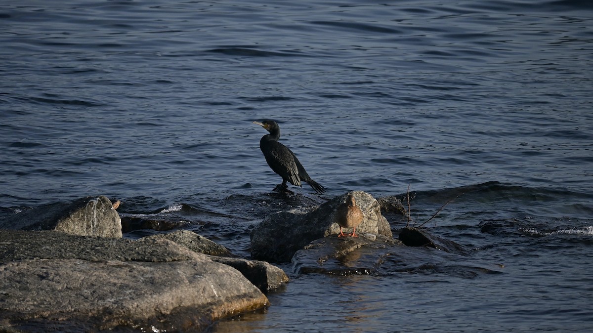 Ubarroi handia - ML646973330