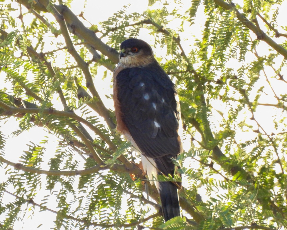 krahujec americký - ML646973337