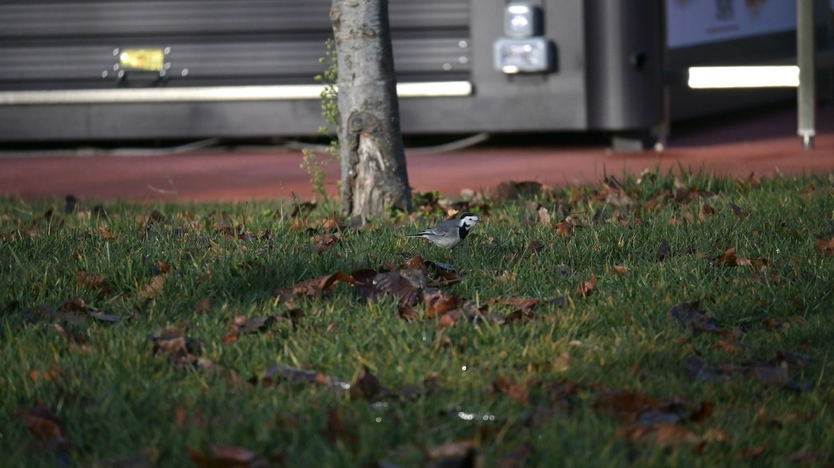 Buztanikara zuria - ML646973339