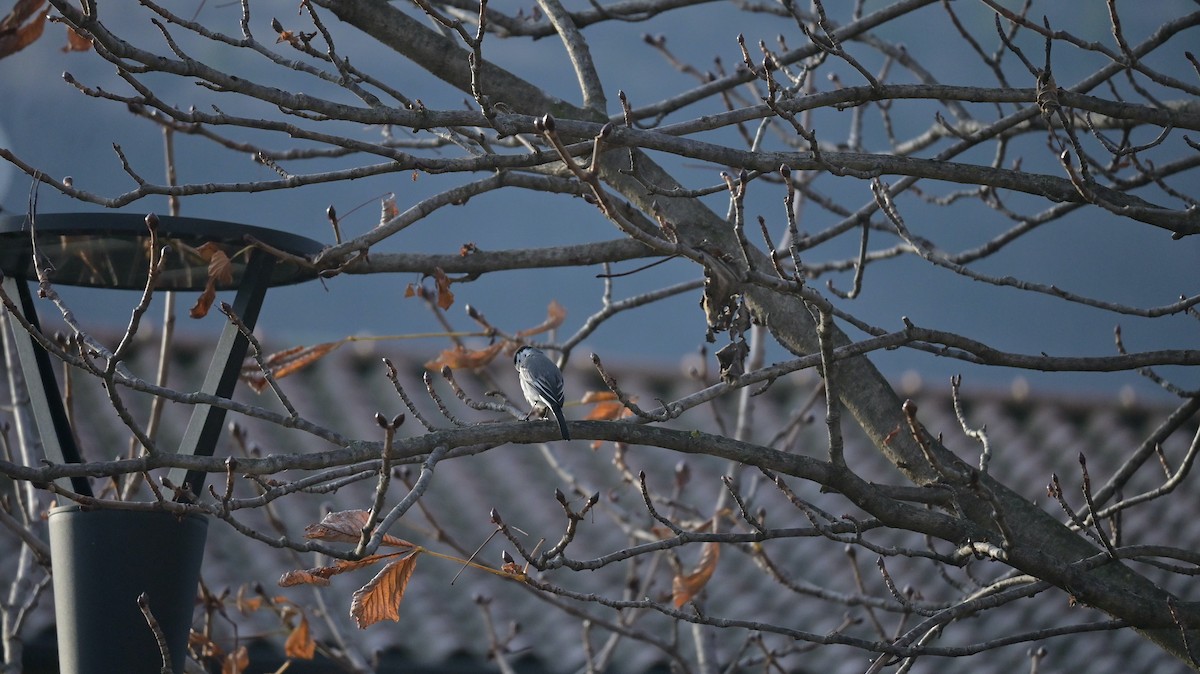 Buztanikara zuria - ML646973340