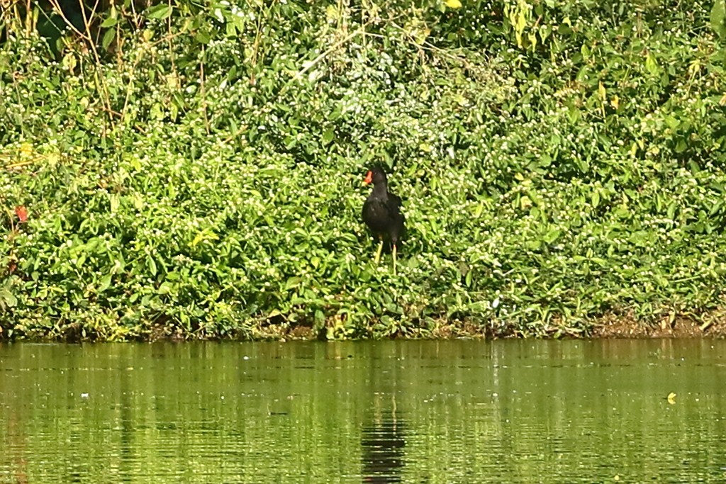 Teichhuhn - ML646973341