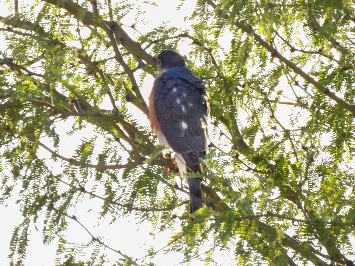 krahujec americký - ML646973350