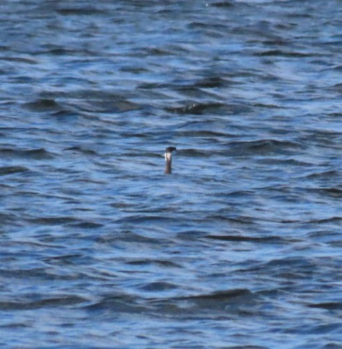 Horned Grebe - ML646973356