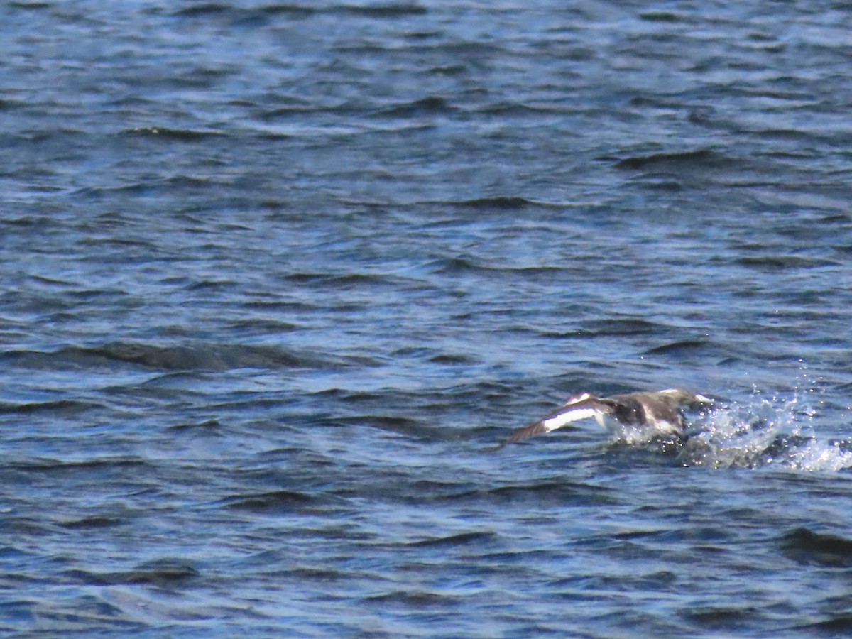 Horned Grebe - ML646973365