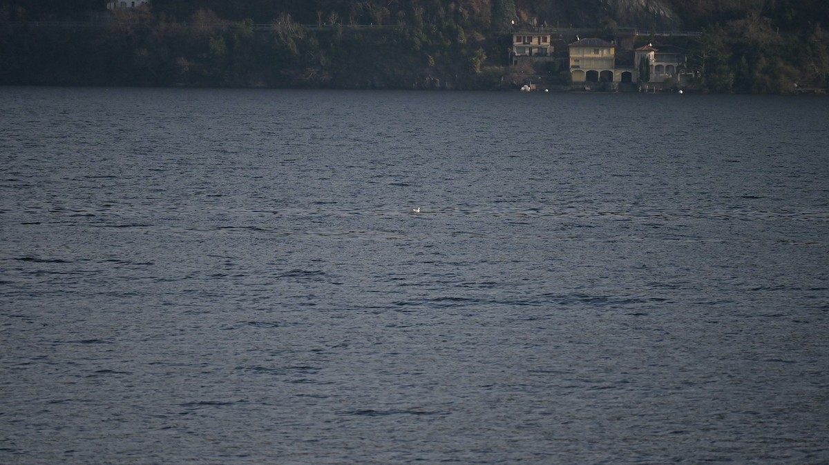 Antxeta mokogorria - ML646973366