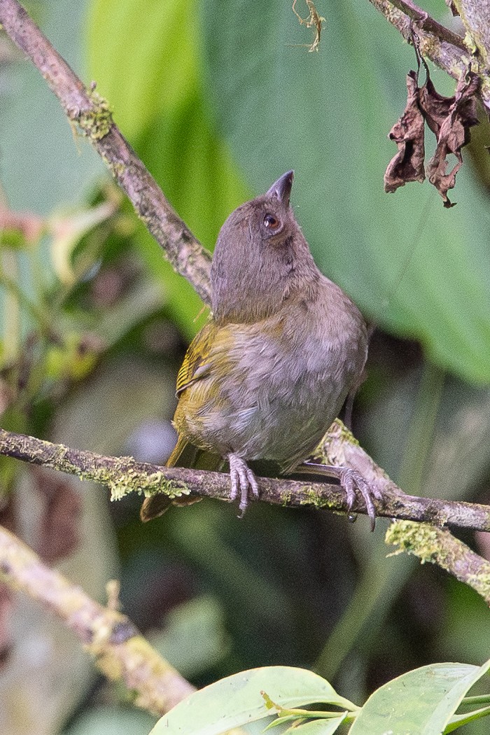 Dusky Chlorospingus - ML646973370