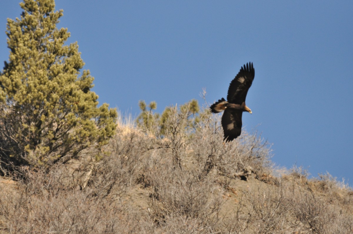 Беркут - ML646973373