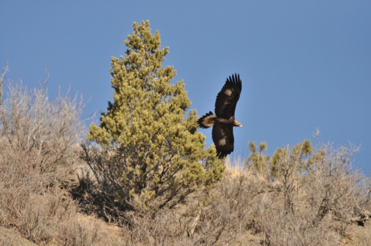 Беркут - ML646973374