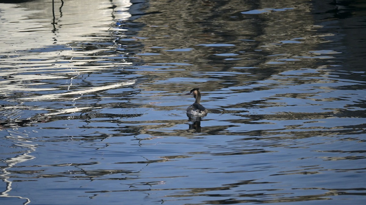 Murgil mottoduna - ML646973377