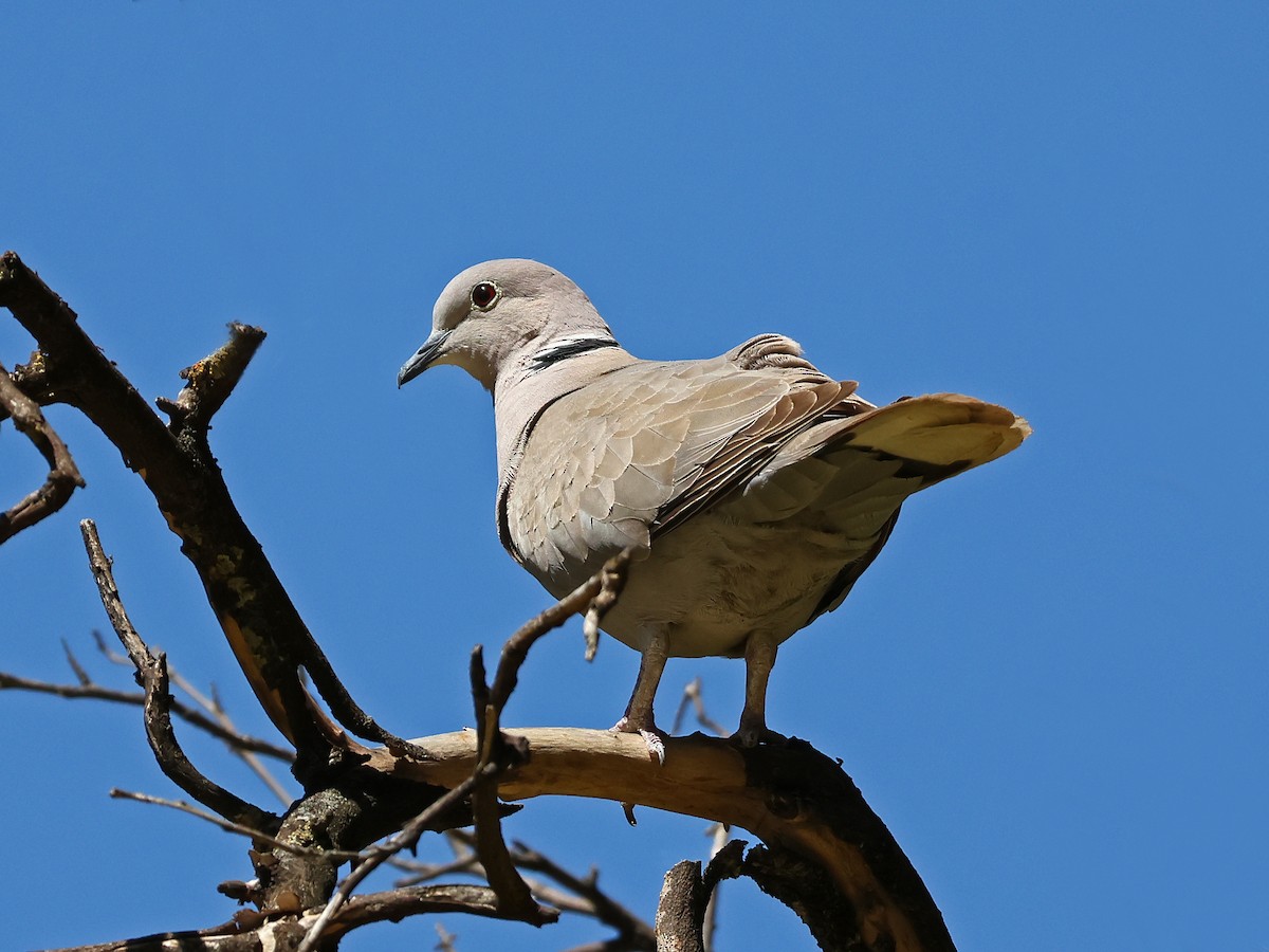 Tourterelle turque - ML646973379