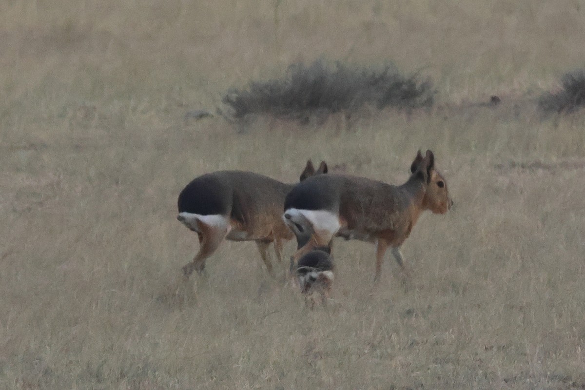 Patagonian Mara - ML646973386