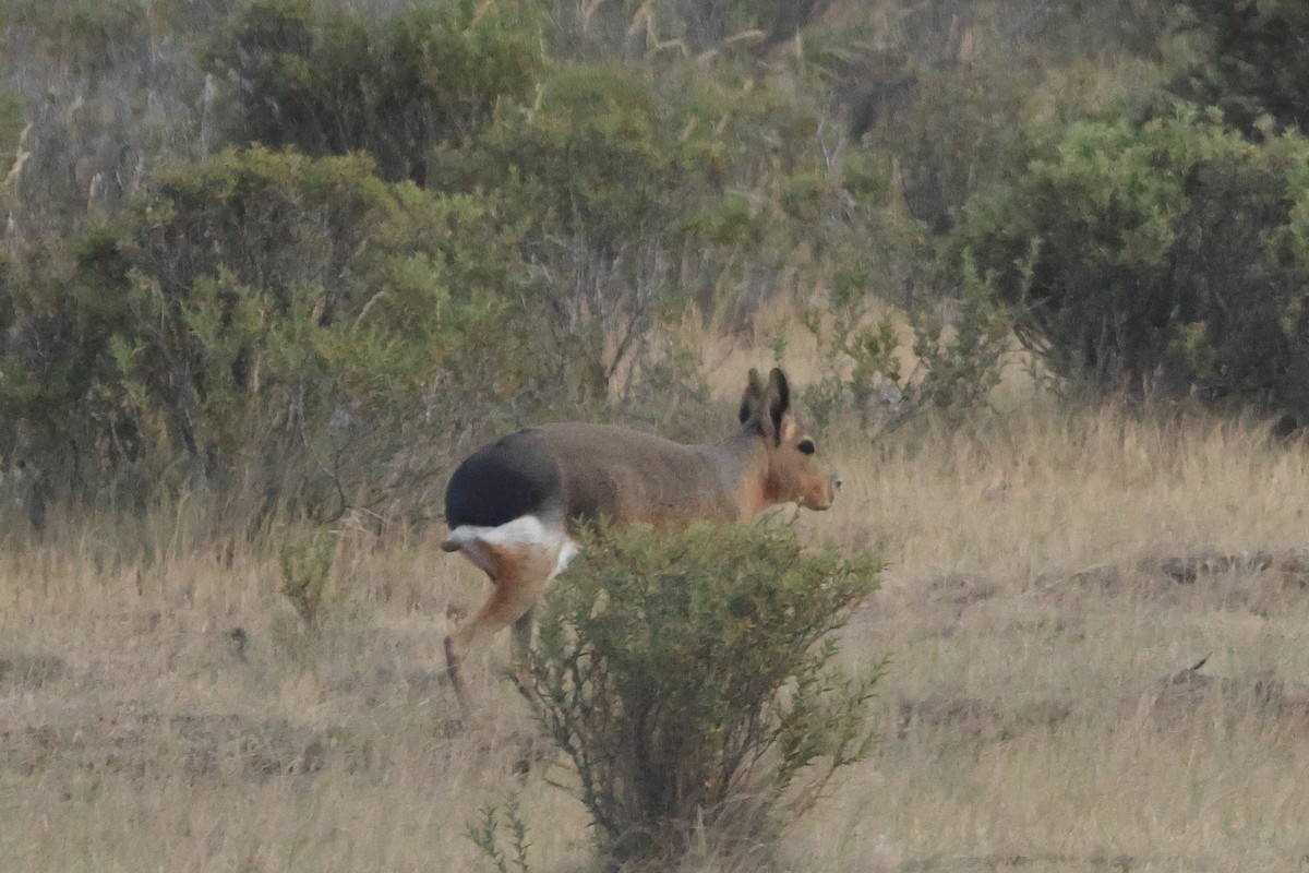 Patagonian Mara - ML646973387