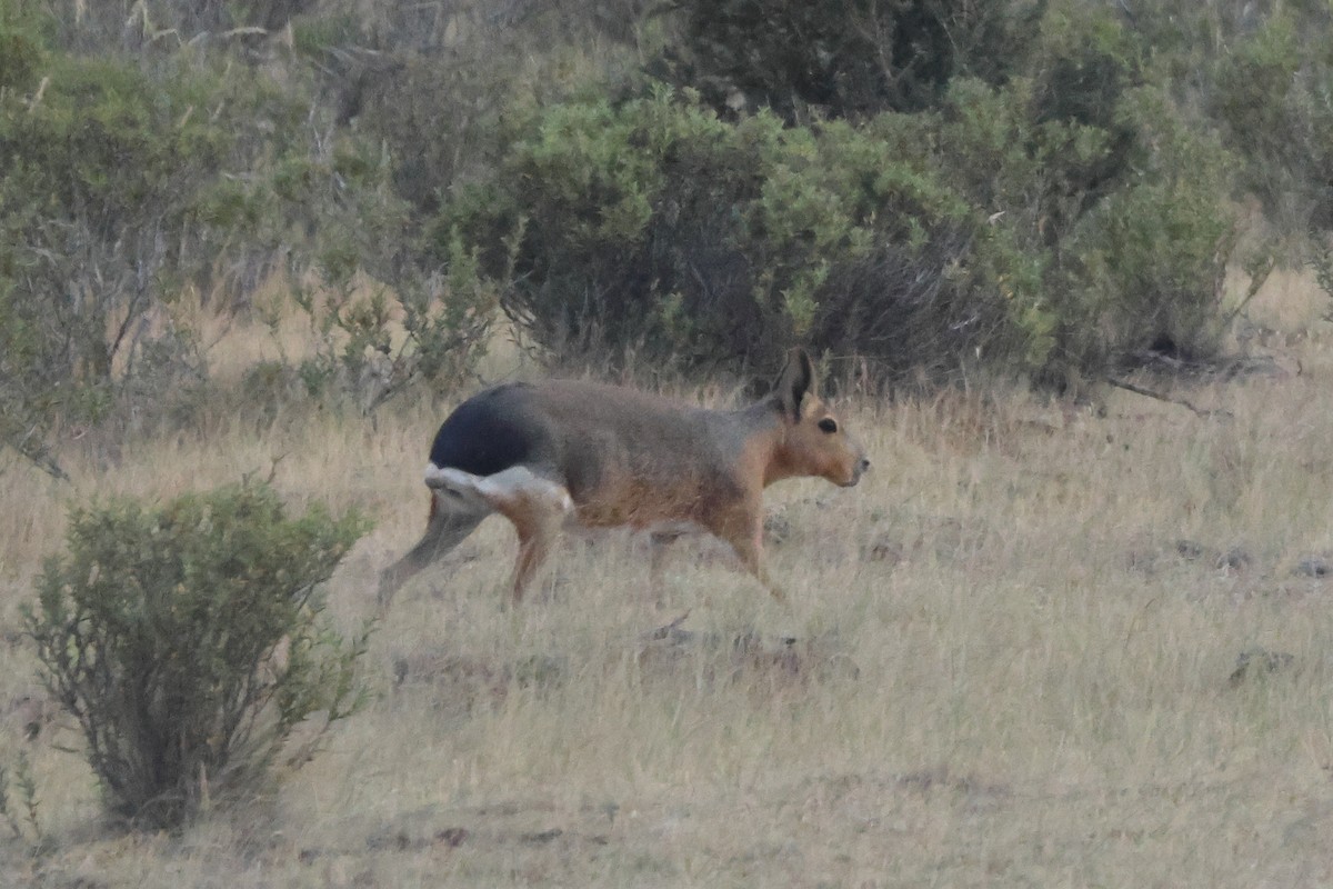 Patagonian Mara - ML646973388