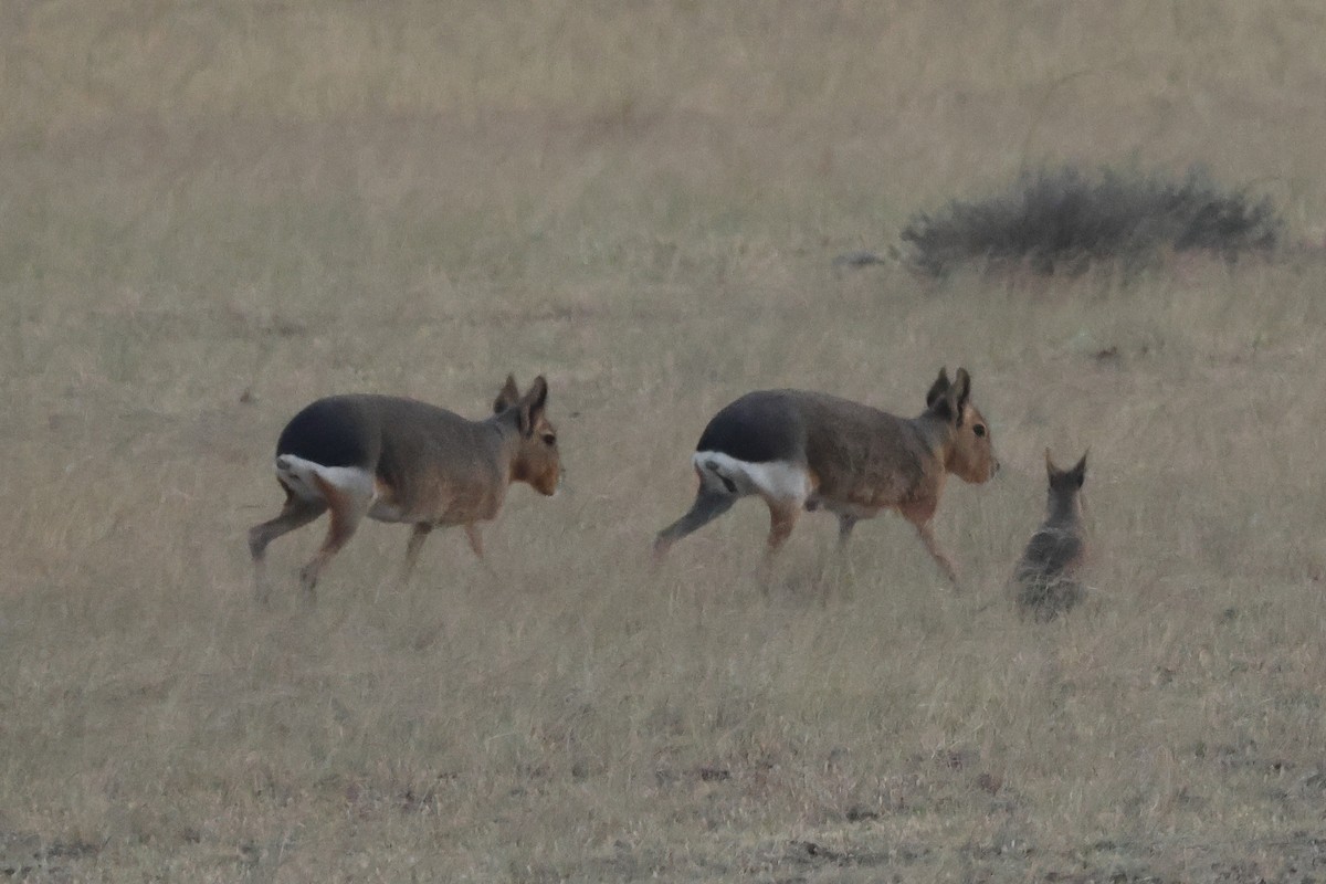 Patagonian Mara - ML646973389