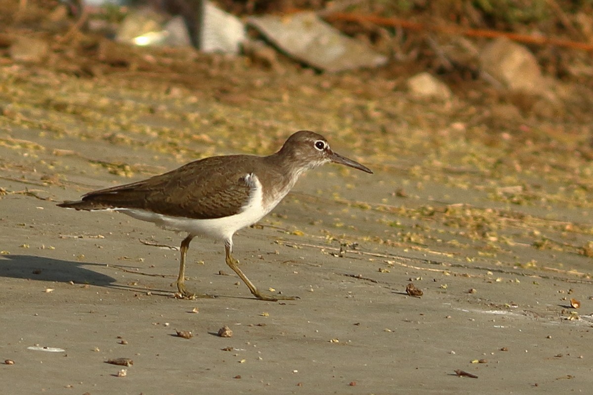 Flussuferläufer - ML646973396