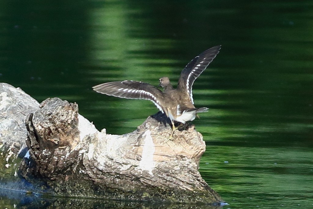 Flussuferläufer - ML646973397