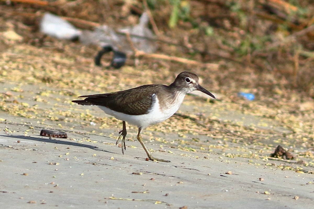 Flussuferläufer - ML646973399