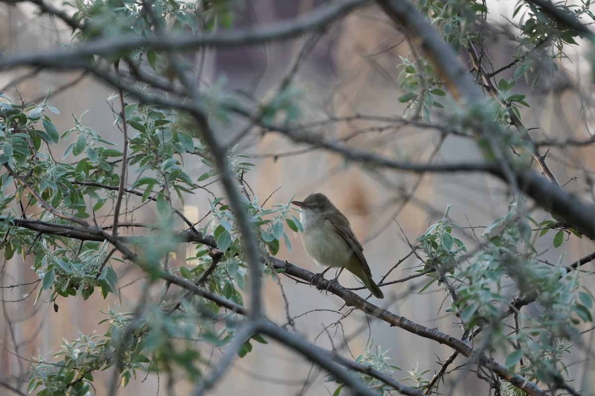 ニシオオヨシキリ - ML646973401