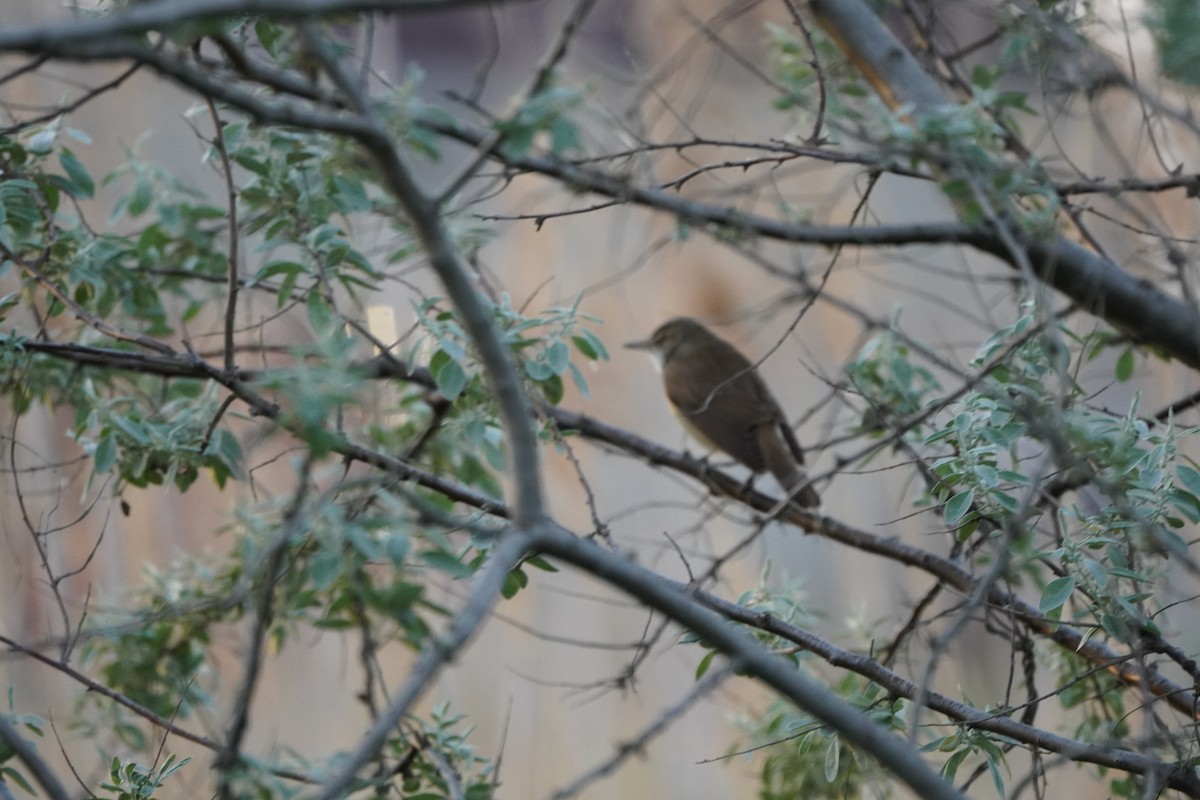 ニシオオヨシキリ - ML646973402