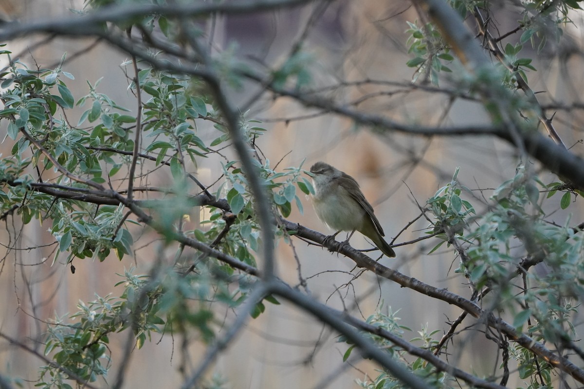 ニシオオヨシキリ - ML646973403