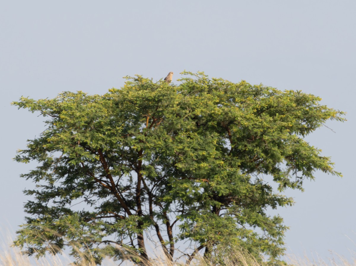 Боривітер великий - ML646973405