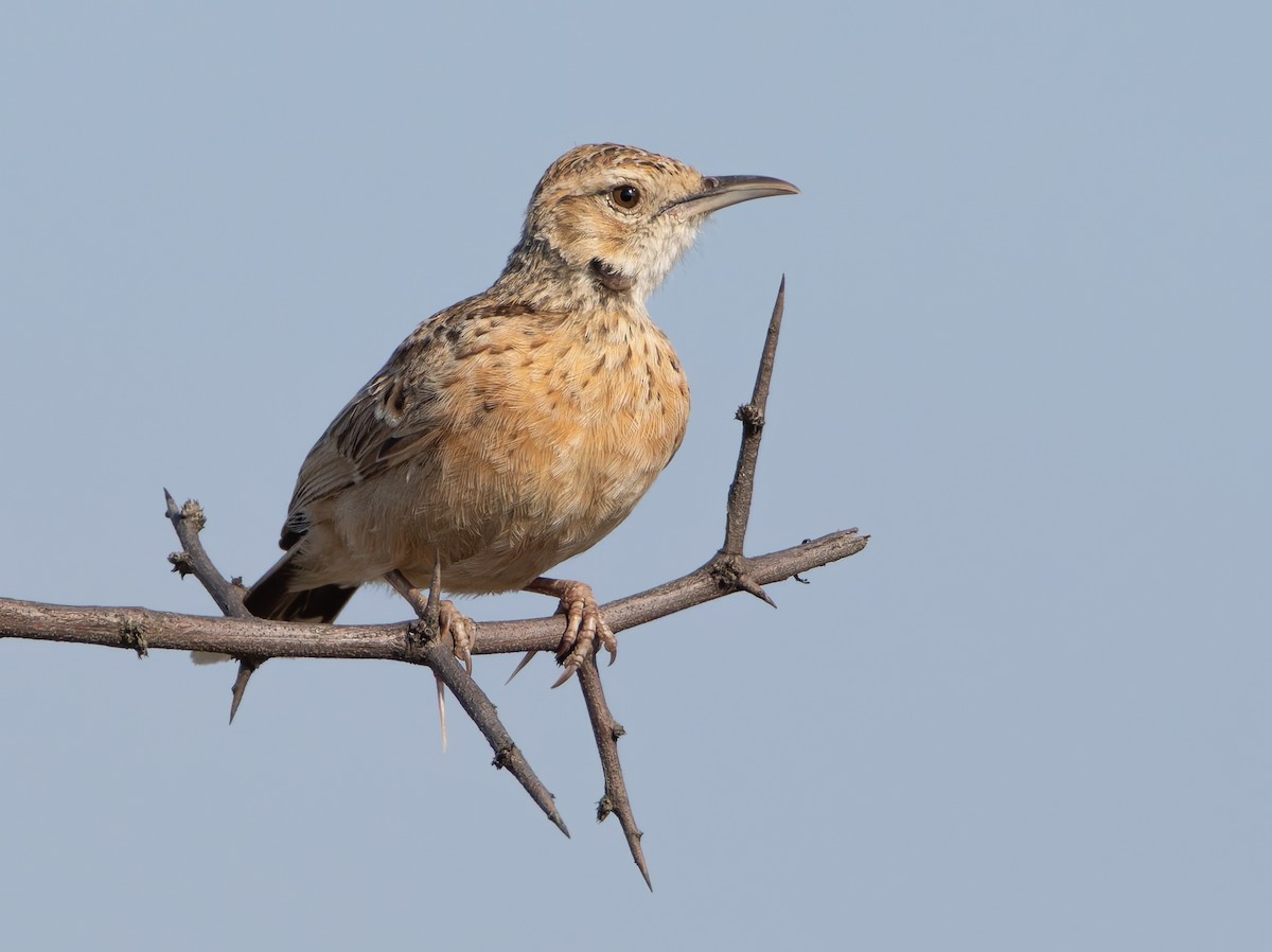 Spike-heeled Lark - ML646973412