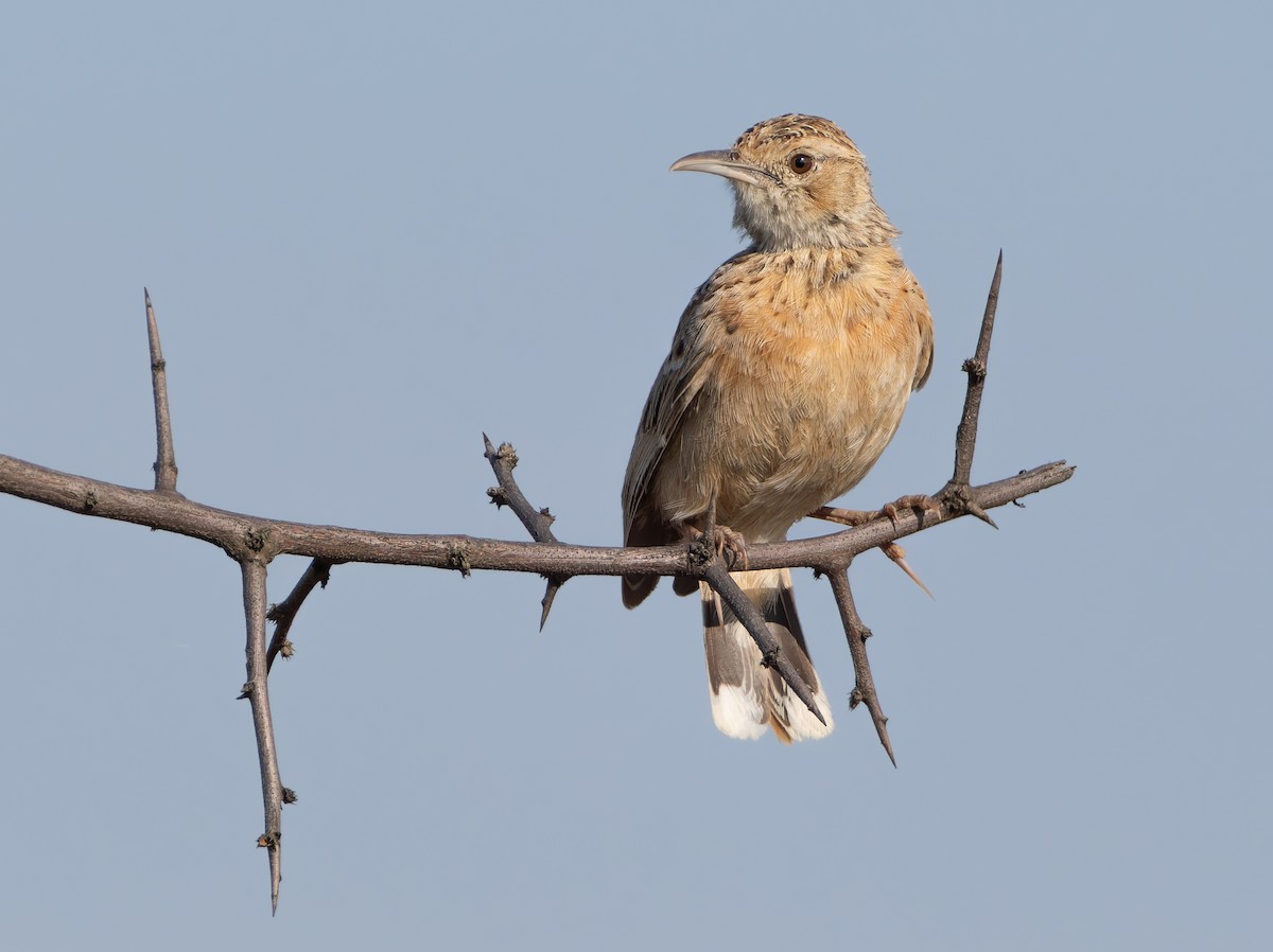 Spike-heeled Lark - ML646973414