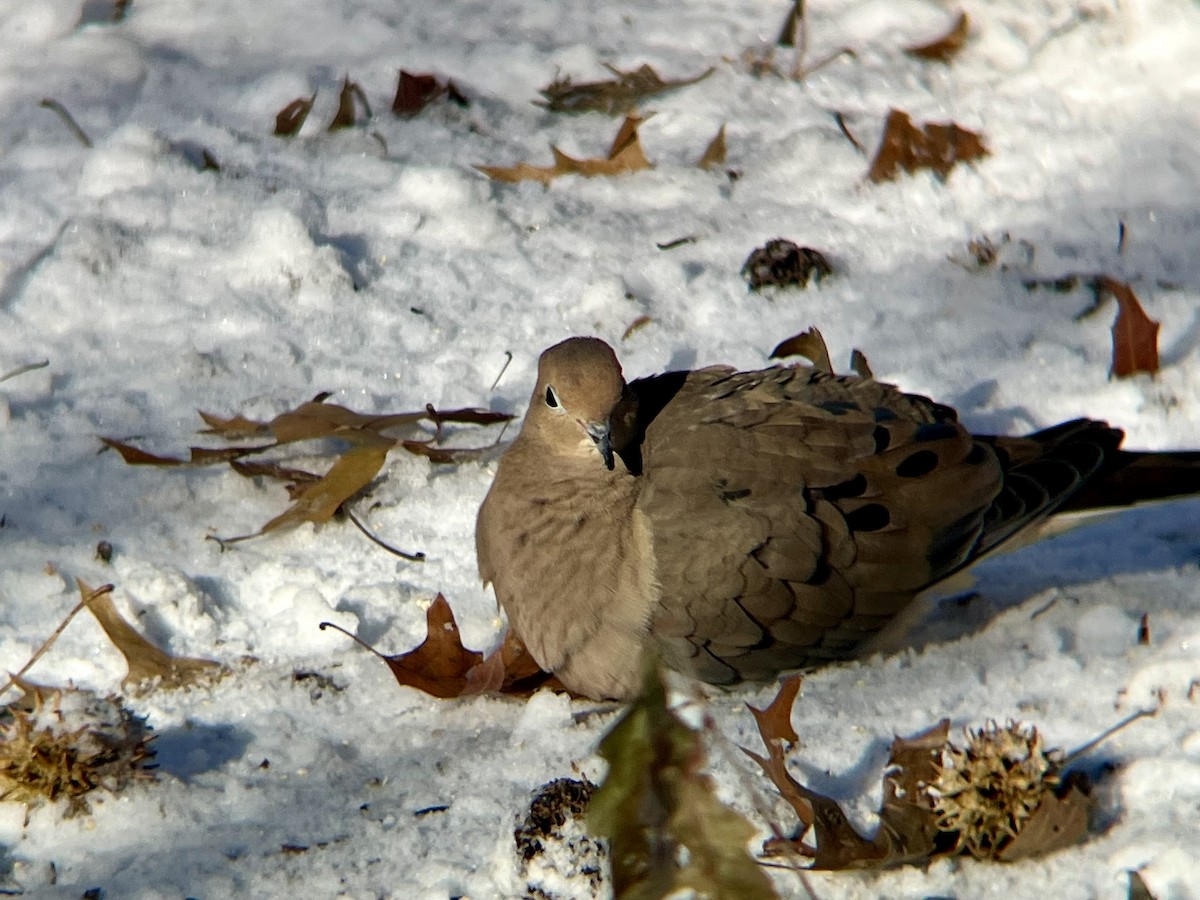 Uzun Kuyruklu Kumru - ML646973419