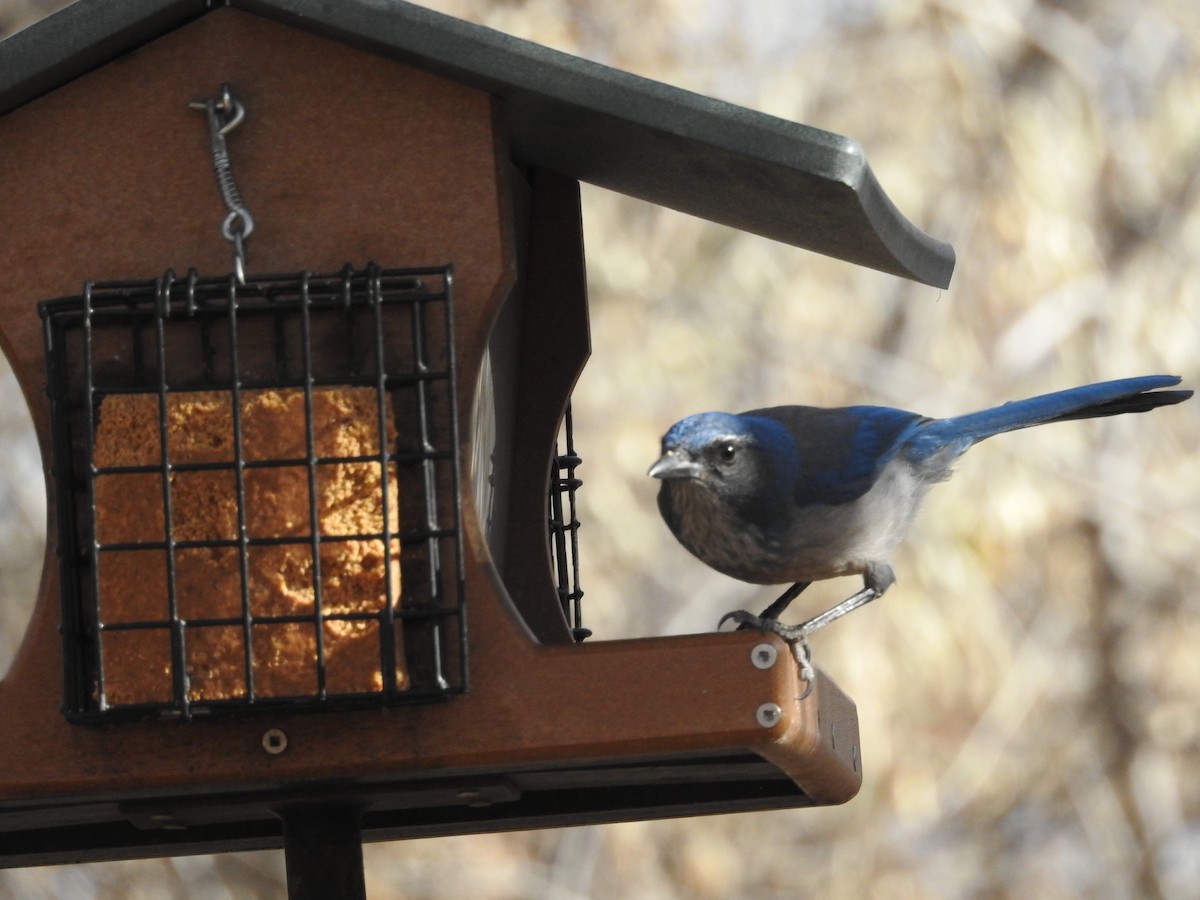 Woodhouse's Scrub-Jay - ML646973427