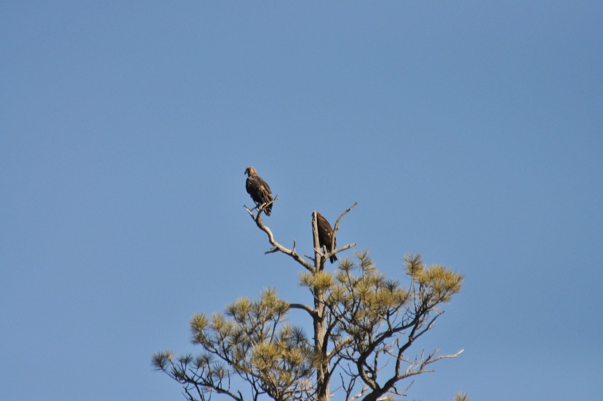 Беркут - ML646973428