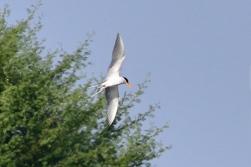 Goldschnabel-Seeschwalbe - ML646973431