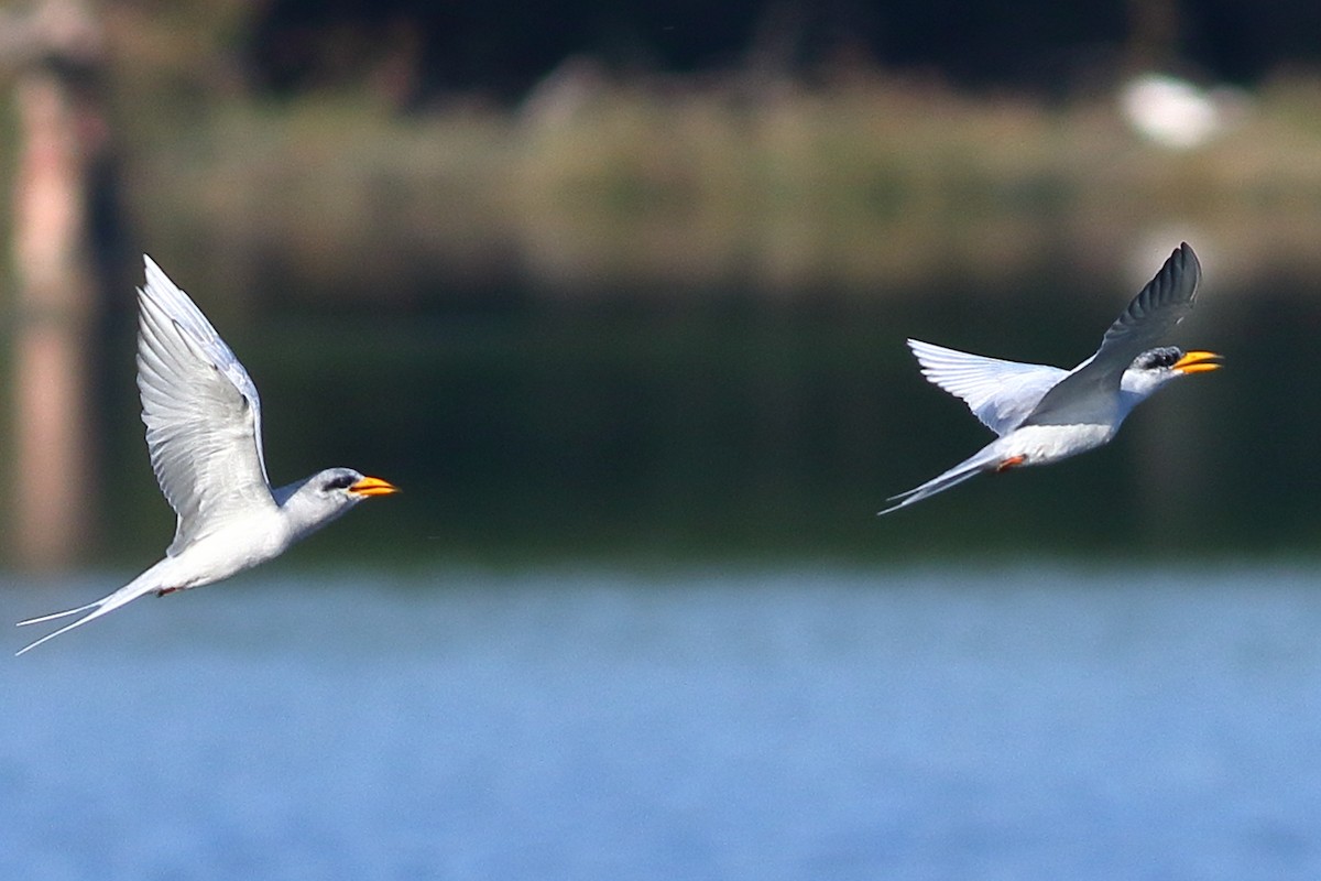 Goldschnabel-Seeschwalbe - ML646973433