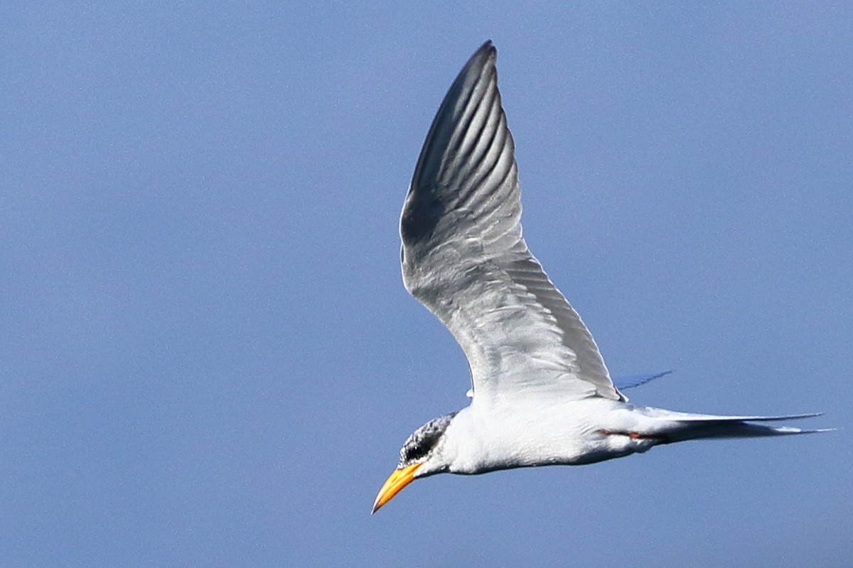 Goldschnabel-Seeschwalbe - ML646973434