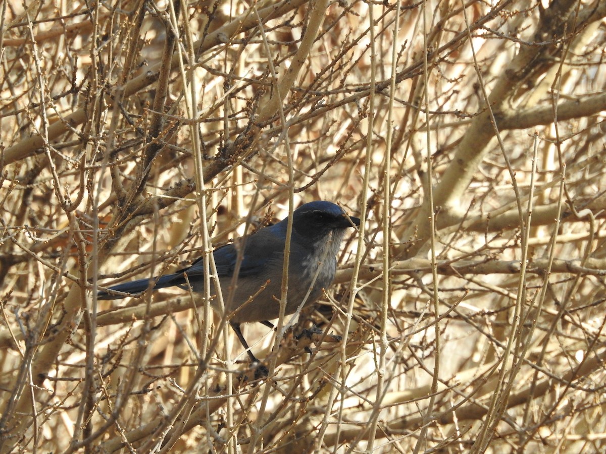 Woodhouse's Scrub-Jay - ML646973435