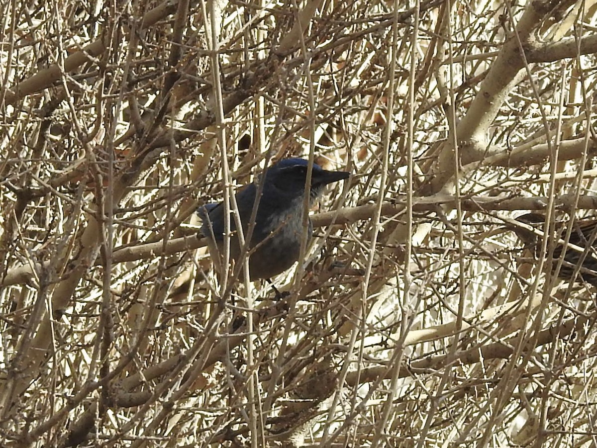 Woodhouse's Scrub-Jay - ML646973440