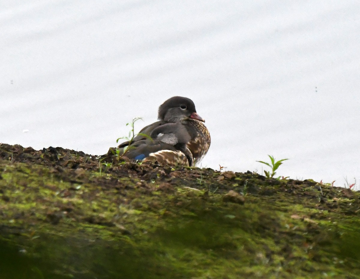 Мандаринка - ML646973448