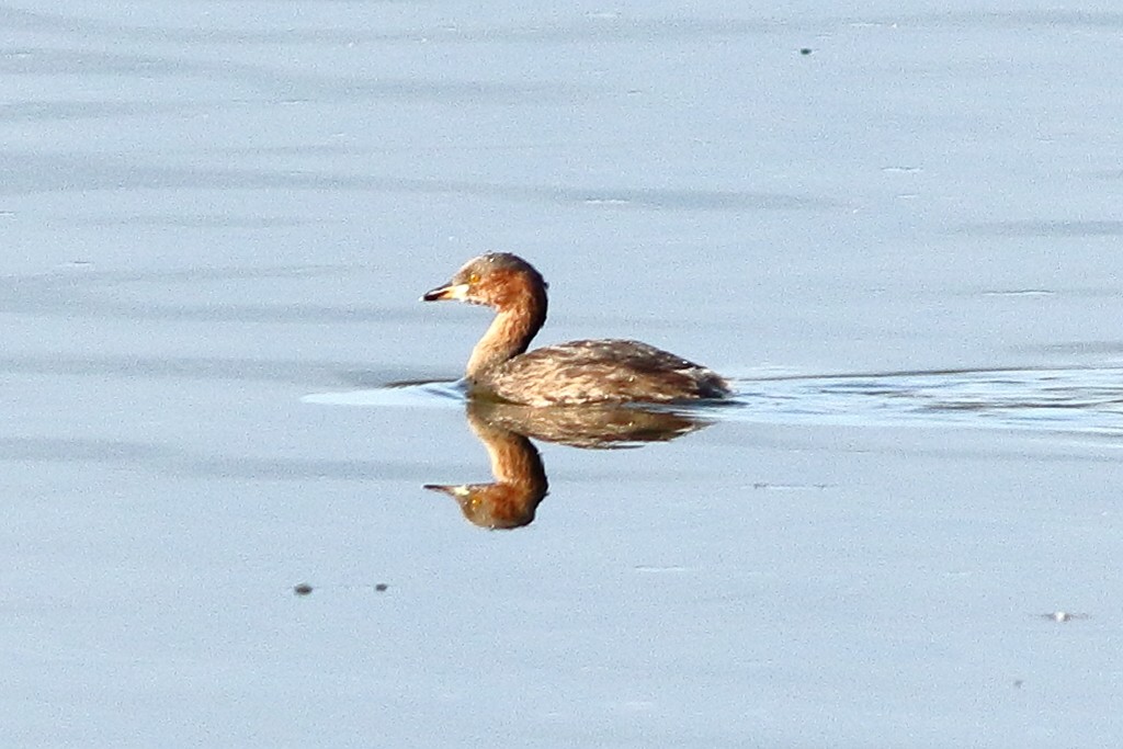 Zwergtaucher - ML646973458