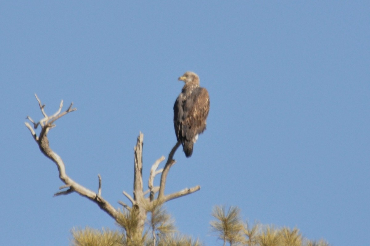 Беркут - ML646973459