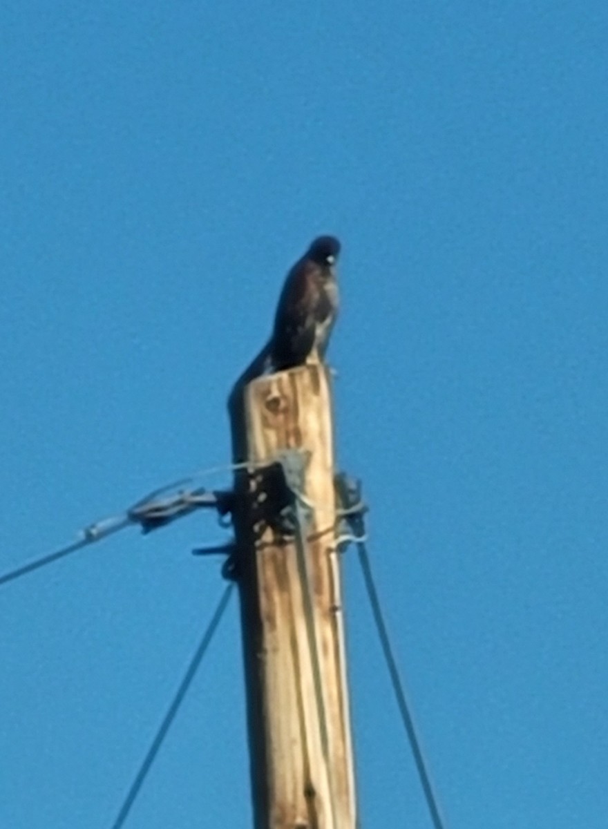 Harris's Hawk - ML646973464
