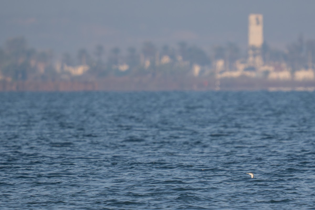 Red-throated Loon - ML646973465