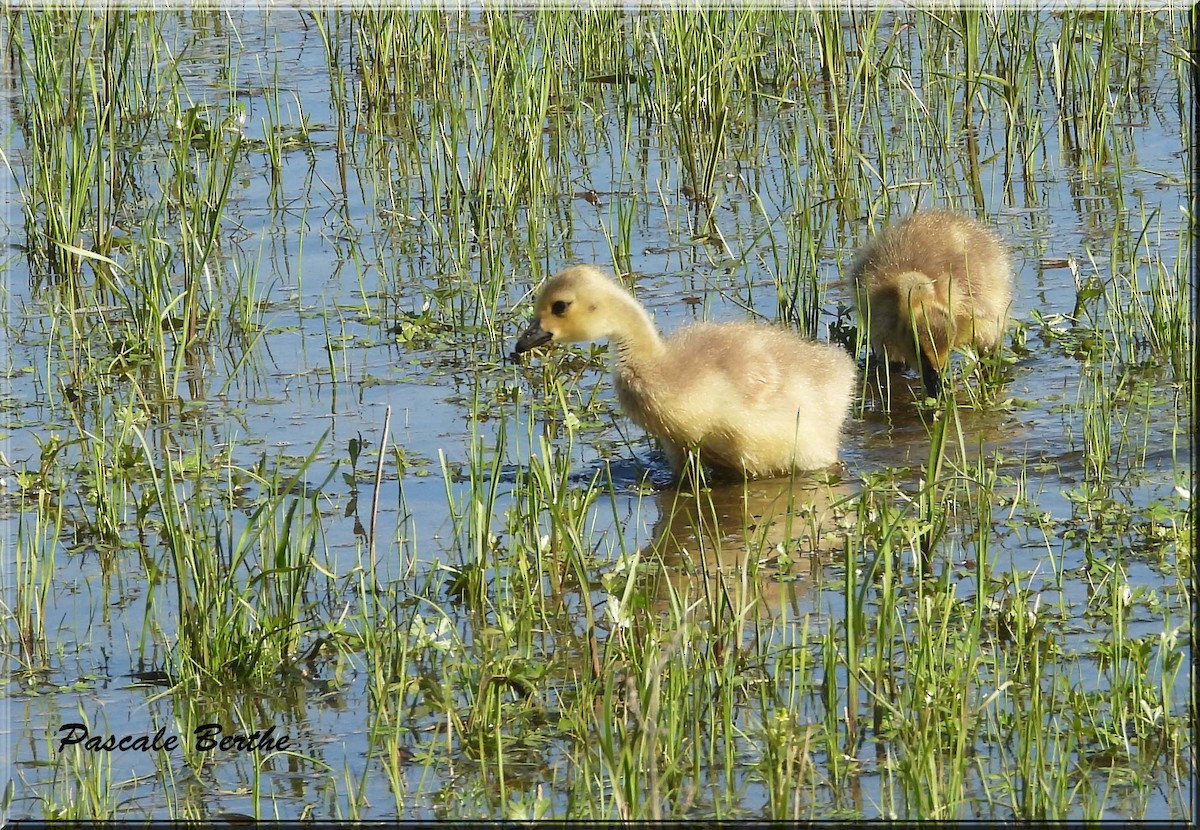 Canada Goose - ML646973466