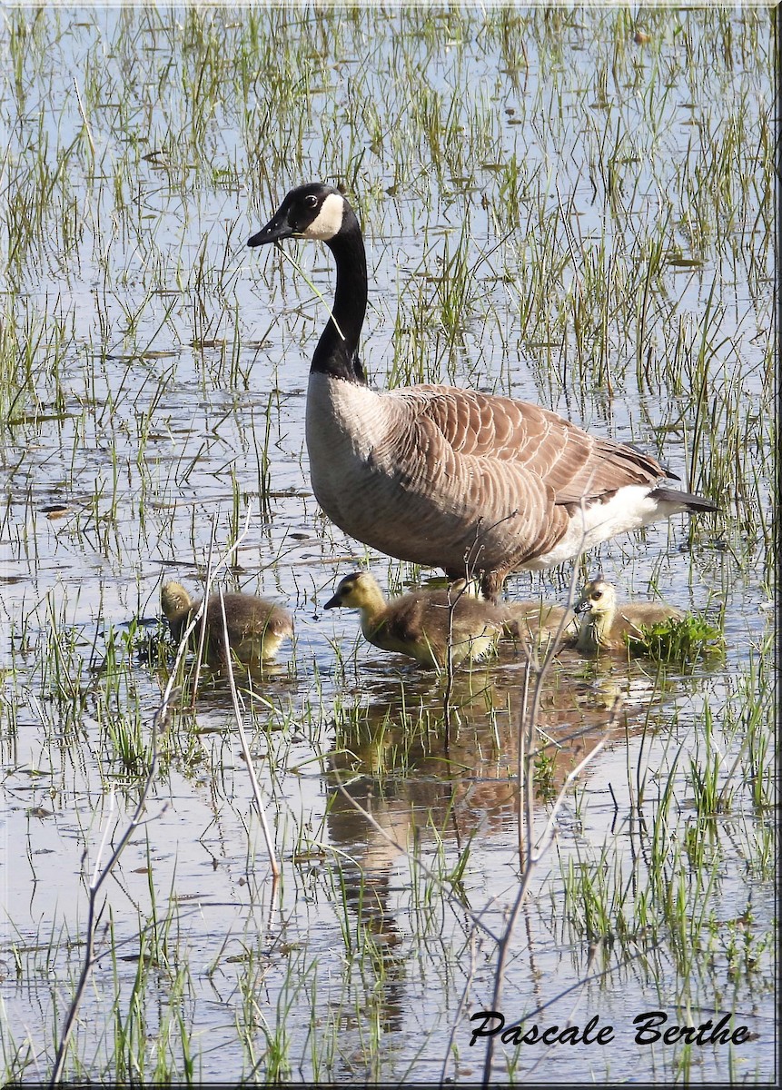 Canada Goose - ML646973467