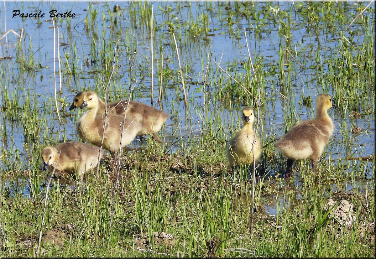 Canada Goose - ML646973468