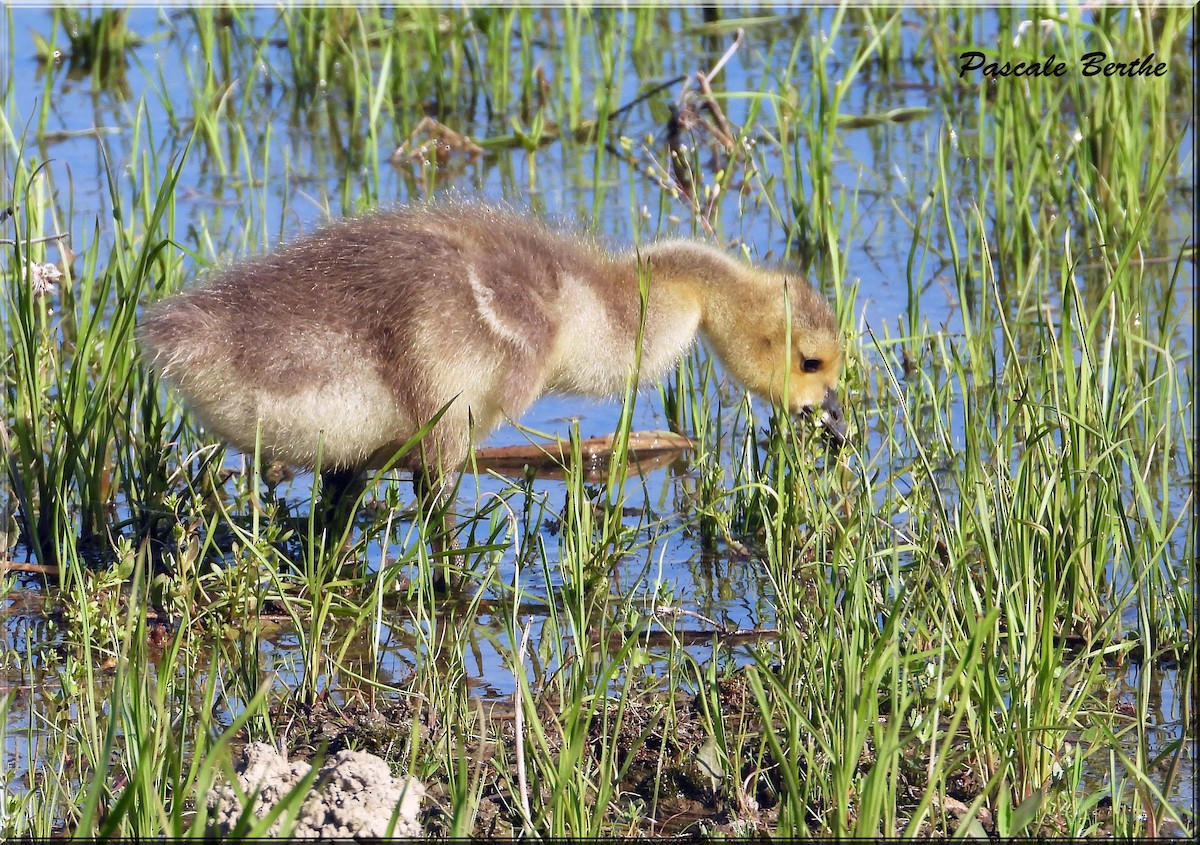 Canada Goose - ML646973469