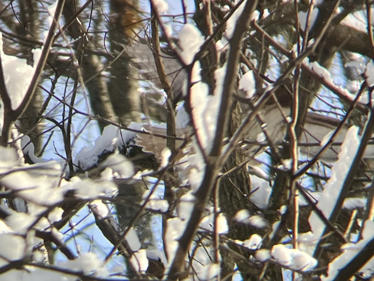Red-tailed Hawk - ML646973470
