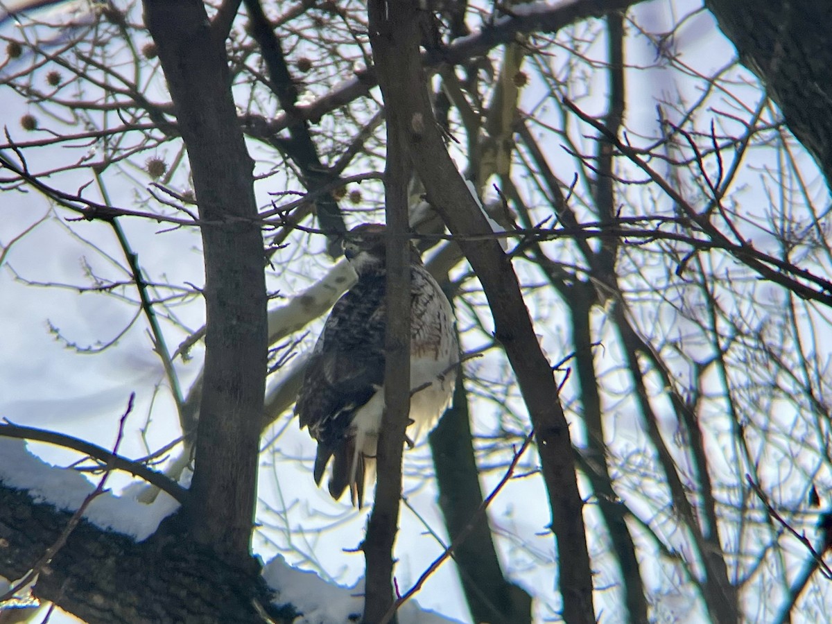 Red-tailed Hawk - ML646973471
