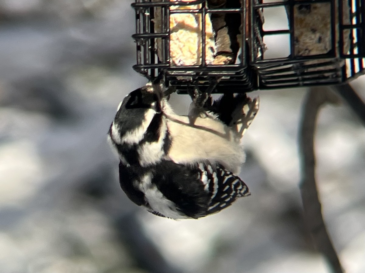 Downy Woodpecker - ML646973472