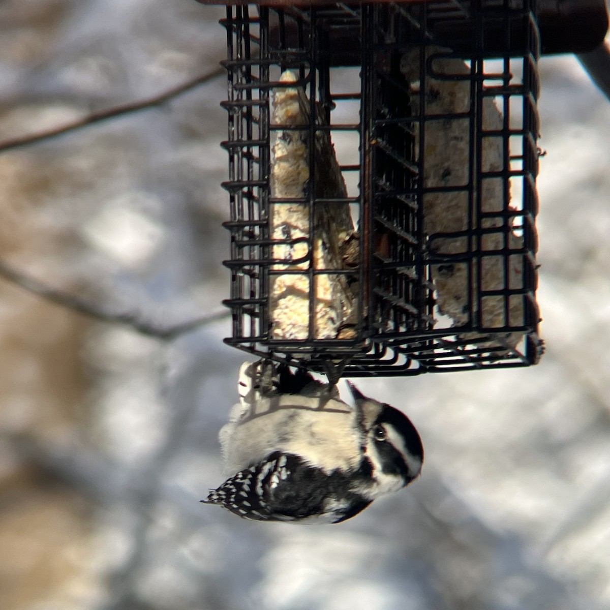Downy Woodpecker - ML646973473