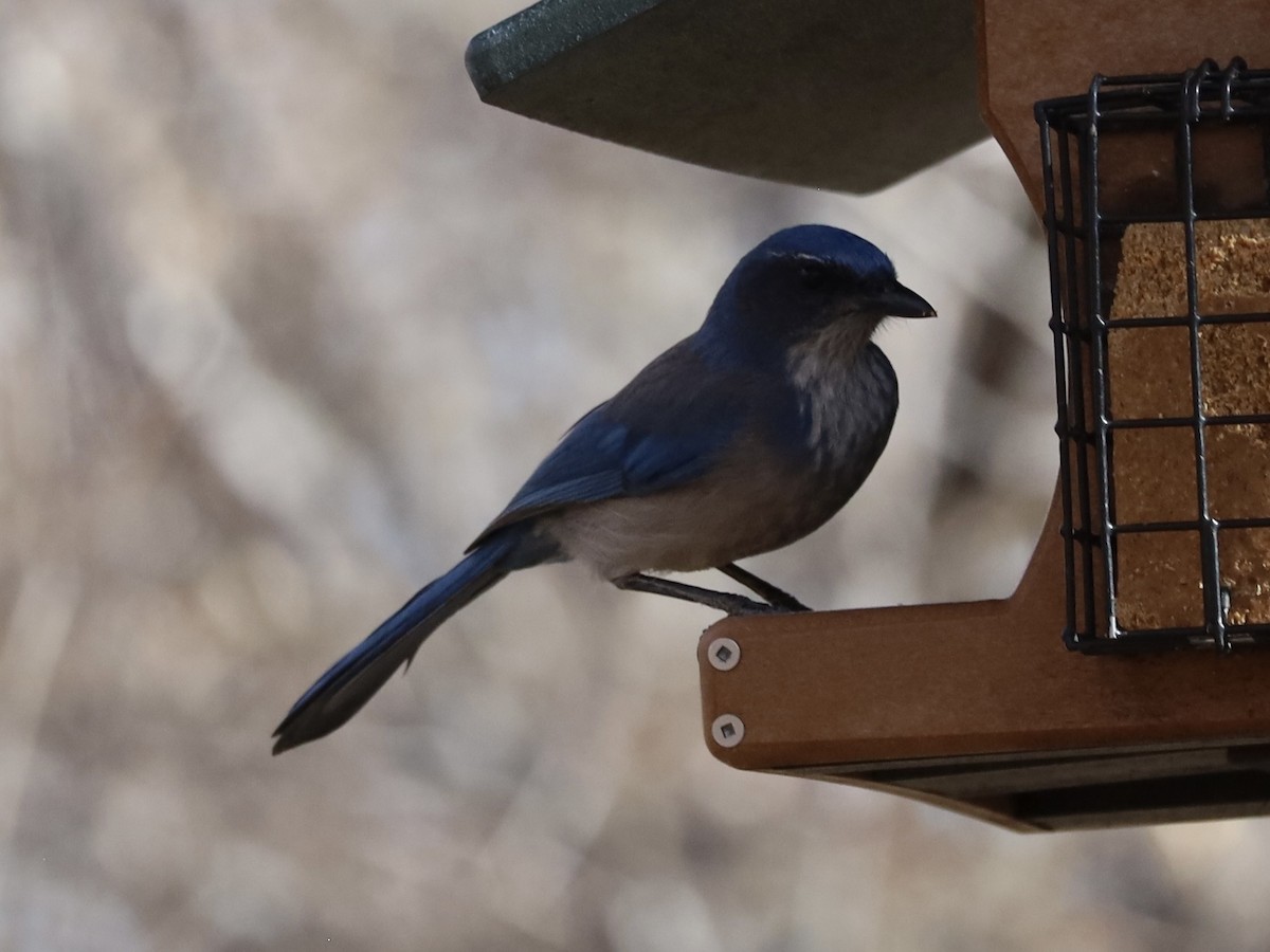 Woodhouse's Scrub-Jay - ML646973474