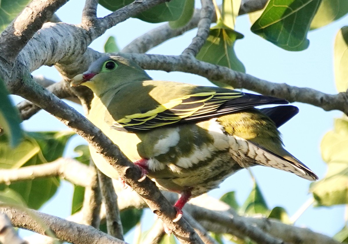 Thick-billed Green-Pigeon - ML646973475